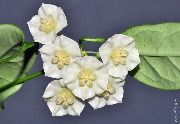 Hoya narcissiflora