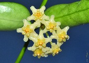 Hoya pandurata VN