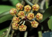Hoya sp. Maidy-2 Borneo