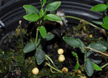 Hoya microphylla  
