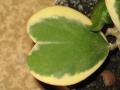 Hoya kerrii albomarginata