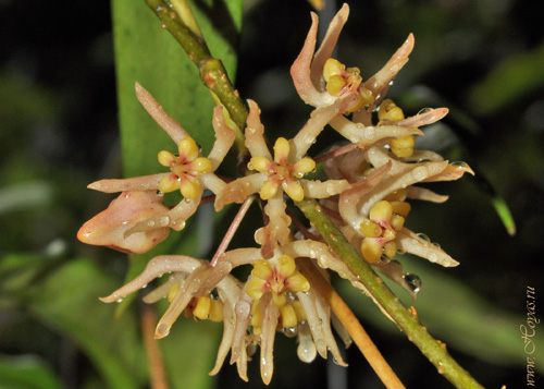 Hoya ruthiae