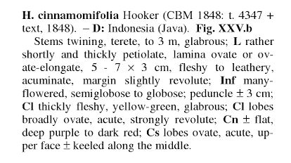 Hoya cinnamomifolia 