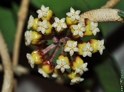 Hoya finlaysonii (Bistrup)