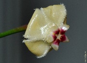 Hoya sp. Kalimantan (Absolmsia Group)