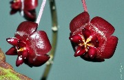 Hoya fauziana ssp. angulata
