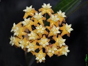 Hoya persicina
