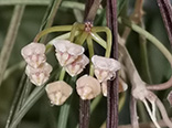 Hoya acicularis