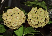 Hoya danumensis subsp. amarii