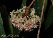 Hoya balaensis
