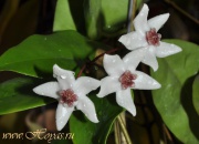 Hoya cv. Iris Marie

