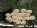 Hoya lacunosa