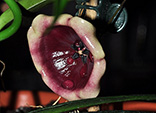 Hoya wallichii subsp. tenebrosa 