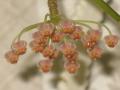 Hoya ruscifolia