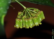 Hoya amicabilis