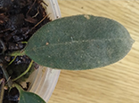 Hoya sapaensis