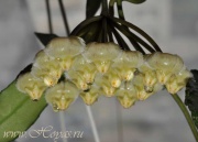 Hoya mirabilis clone A
