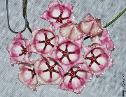 Hoya archboldiana pink