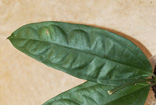  Hoya medinillifolia 