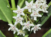 Hoya australis ssp. oramicola