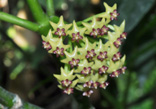 Hoya fusca в естественной среде обитания.