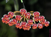 Hoya cv. Rosita-1