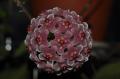 Hoya carnosa 'Dapple Gray' #38 AsiaticaNursery
