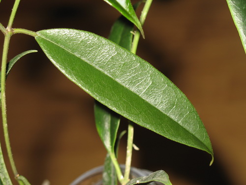 Hoya greenii 