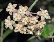 Hoya crassipetiolata (Hoya sp. DA Nang SR-2013-005)