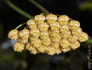 Hoya benitotanii