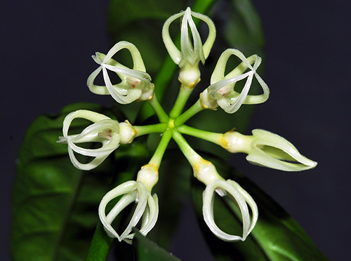 Hoya decipulae 
