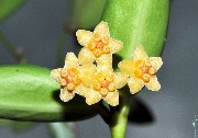 Hoya pandurata