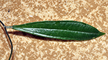 Hoya rigidifolia
