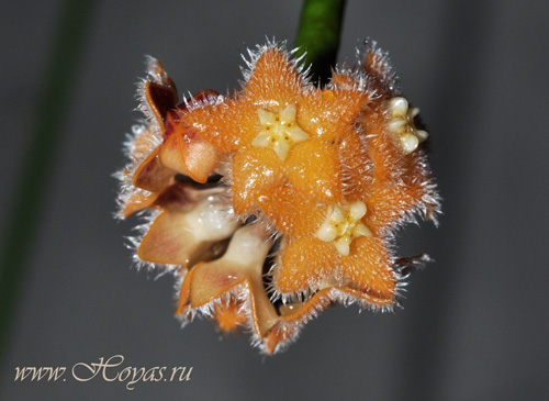Hoya spartioides 