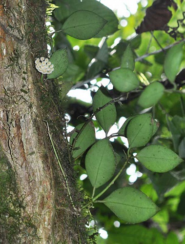 Hoya nabawanensis