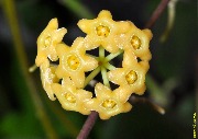 Hoya sp. Samar GN003 yellow sapphire