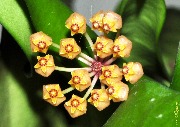 Hoya sp. Maidy-2 Borneo