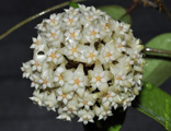 Hoya verticillata