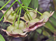 Hoya archboldiana white
