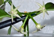 Hoya solokensis
