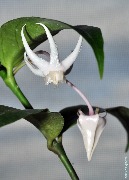 Hoya acuminata