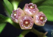 Hoya heuschkeliana variegated