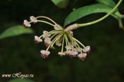 Hoya andalensis