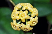 Hoya sp. Samar GN003 yellow sapphire