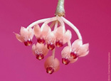 Hoya  minutiflora 