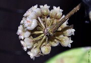 Hoya crassipetiolata UT-217
