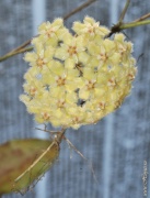 Hoya erythrina from border Thai - Malay Nara Thiwat