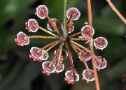 Hoya cv. Rosita-1