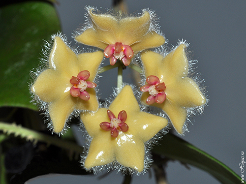 Hoya sangguensis