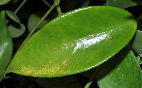 Hoya benitotanii